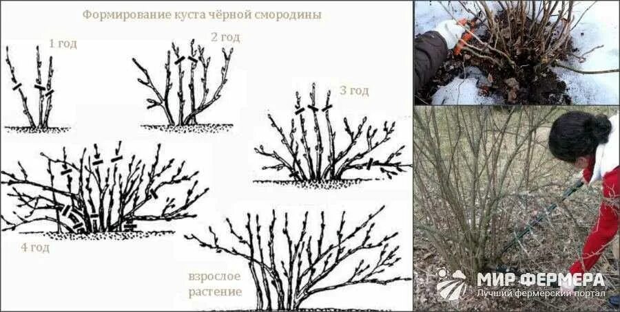 Весенняя подрезка смородины весной. Весенняя обрезка смородины ранней весной. Обрезка куста смородины весной. Весенняя обрезка крыжовника ранней весной.