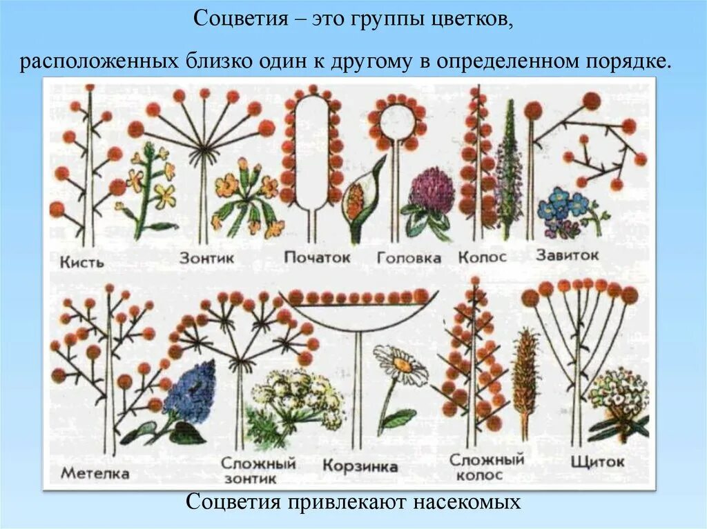 Какие соцветия могут быть только простыми. Дихазий соцветие. Типы соцветий 6 класс биология. Соцветия цветков биология 6 класс. Соцветие группа цветков.