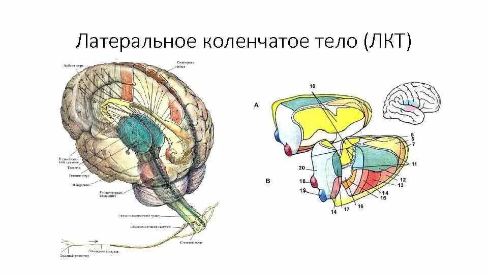 Коленчатые тела мозга. Медиальное коленчатое тело анатомия. Строение коленчатого тела. Наружное коленчатое тело зрительного бугра. Коленчатые тела таламуса.