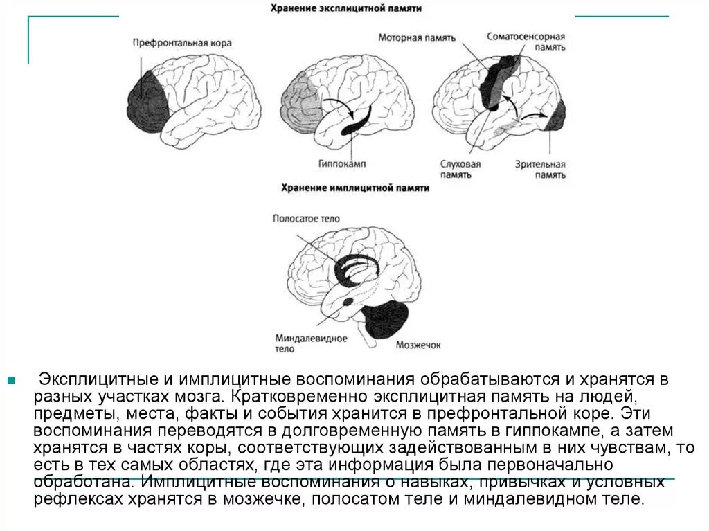 Эксплицитная память. Имплицитная и эксплицитная память. Имплицитная память это в психологии. Память имплицитная и эксплицитная отделы мозга. Эксплицитные и имплицитные воспоминания.