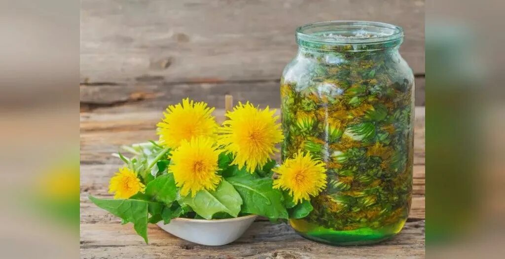 Мастерская татьяны богдановой гидролат одуванчика. Масло одуванчика. Масло одуванчика. Вино из одуванчиков. Масло одуванчика.