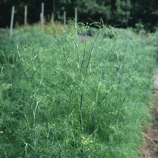 похоже на укроп. аспарагус спаржа садовая. фенхель дикий. похоже на укроп. укропная трава фенхель.