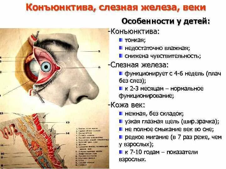 Слезные железы человека. Слезные железы расположены. Строение глаза слезная железа. Слезная железа находится