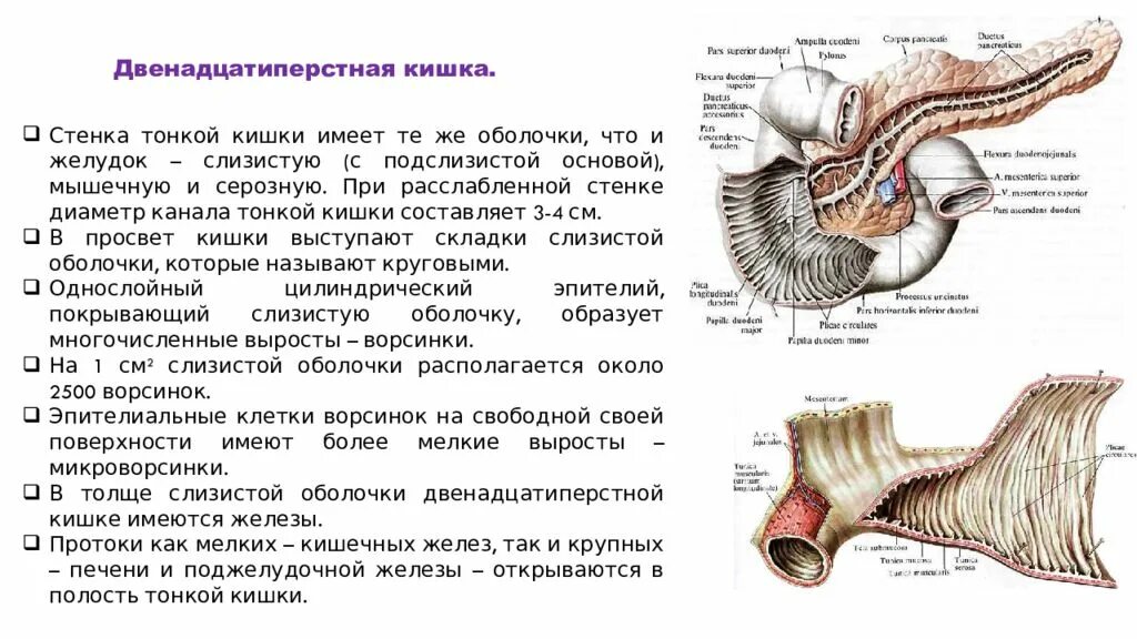 Оболочки 12 перстной кишки анатомия. Слизистая оболочка двенадцатиперстной кишки строение. Строение 12 перстной кишки. Строение стенки 12 перстной кишки. Слизистая оболочка 12 кишки