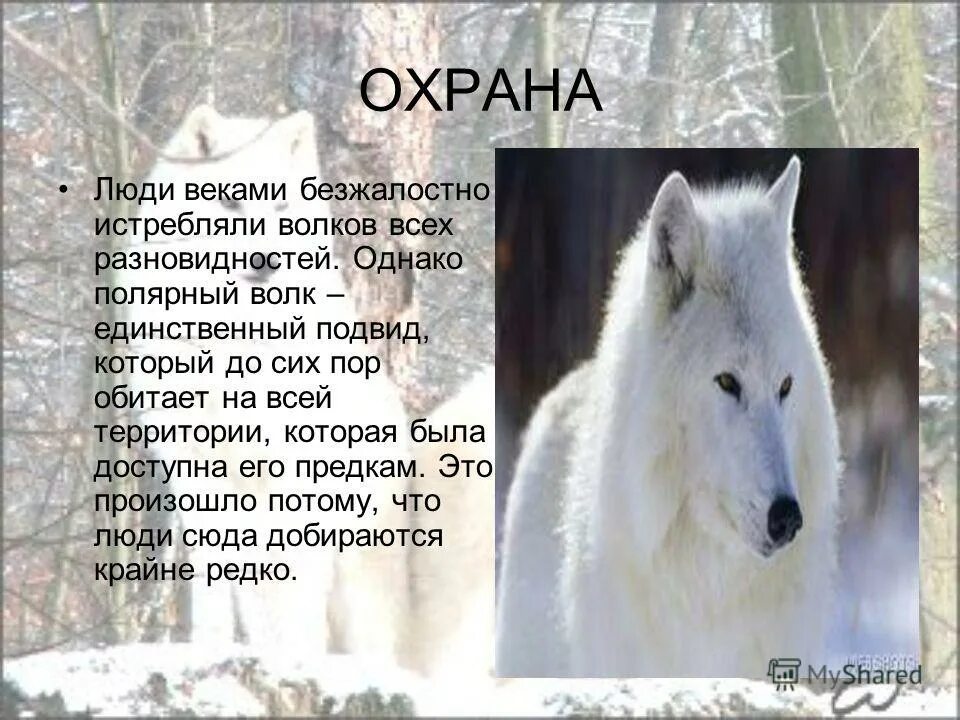 Волк детям о животных. Презентация на тему волк. Презентация про Волков. Полярный волк доклад. Доклад про волка.