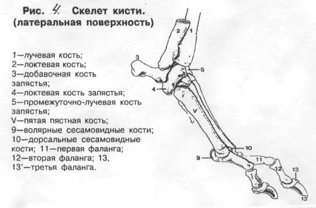 Анатомия запястного сустава собаки. Строение пясти собаки. Пястно-запястный сустав собаки. Строение запястного сустава у собак.