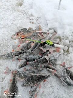 Отчеты хмао
