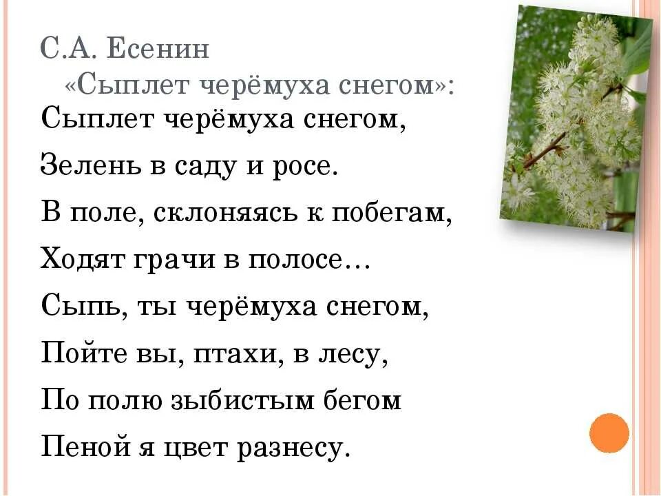 Стихи Есенина для детей. Стихи Есенина. Сыплет черёмуха снегом Есенин. Стихи Есенина о весне. Стихи есенина снег