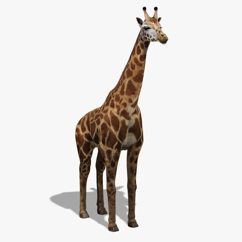 Мод на жирафа. Жираф модель. 3д модель жирафа. Макет Жираф 3d. Ноги жирафа.