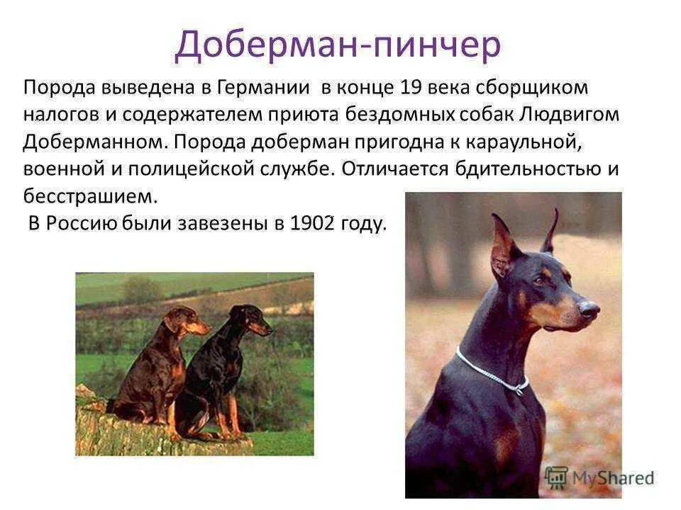Доберман стандарт. Треф собака полицейская. Доберман сказка. Факты о доберманах. Доберман рассказ для 2 класса.