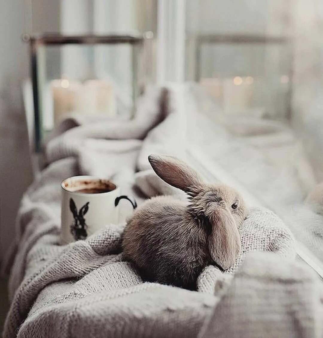 Заяц утро. Милые крольчата. Красивый зайчик. Заяц утро. Утренний зайчик.