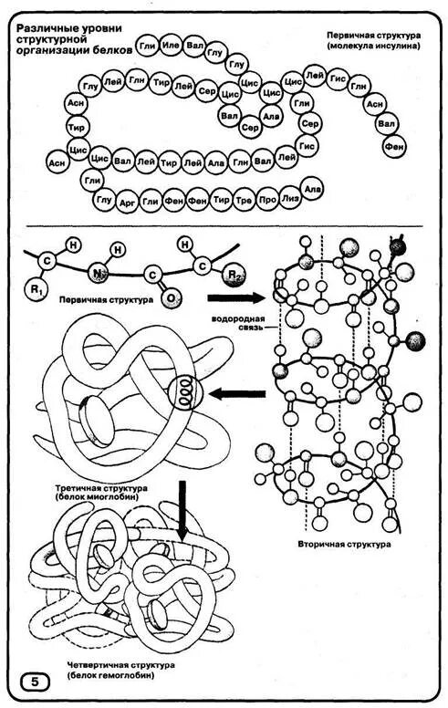 Молекула белка уровни организации белковой молекулы. Уровни структурной организации белковой молекулы. Строение белка уровни организации белковой молекулы. Белки. Уровни структурной организации белковой молекулы. Уровни структурной организации белковых молекул.