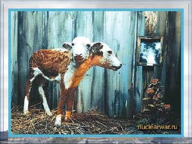 Последствия чернобыля для людей и животных фото Животные Чернобыля. Как им сейчас живется Заметки зооработника Дзен
