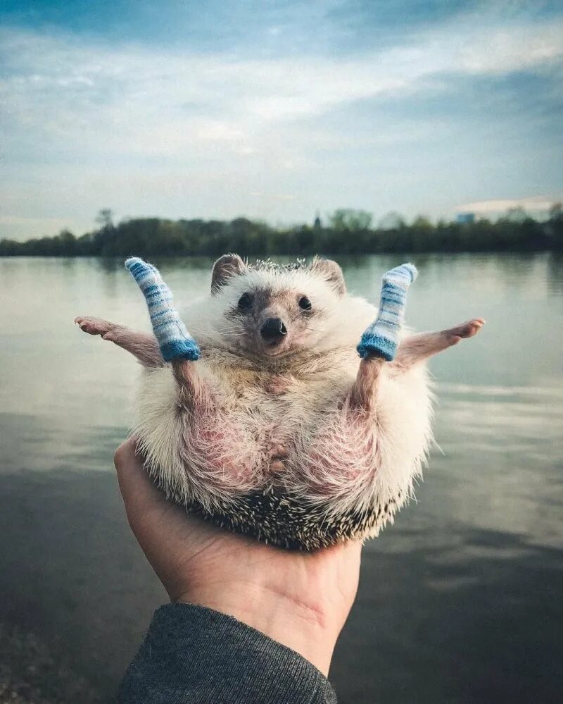 смешное путешествие. самое интересное и забавное. самое интересное и забавное. забавные картинки. самое интересное и забавное.