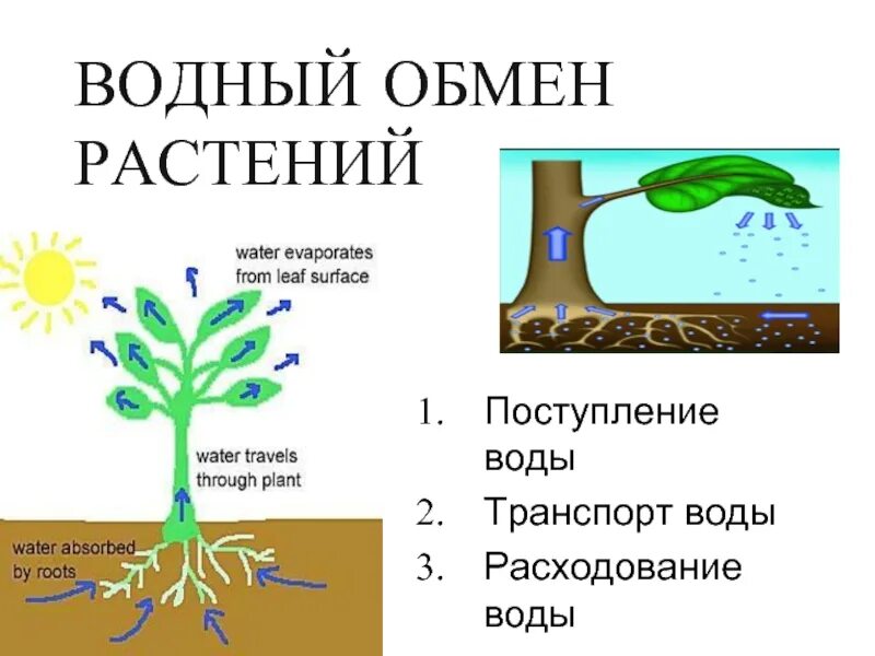 Вода поступает в корень через. Водный обмен растений. Испарение воды растениями. Поступление воды в растение. Процесс испарения воды листьями.