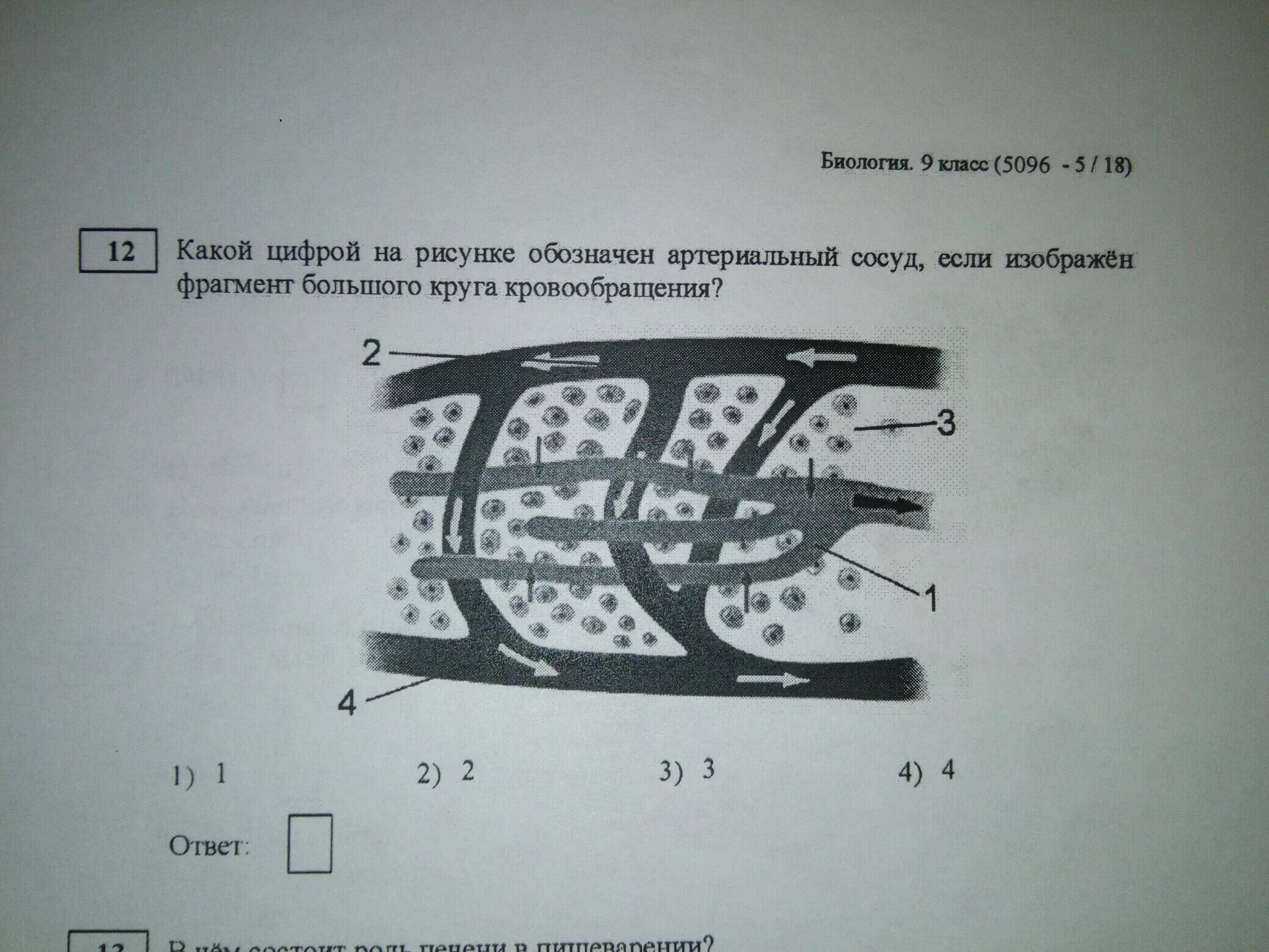 Что на этом рисунке изображено цифрой 3. Фрагмент большого круга кровообращения венозный сосуд. Какой цифрой на рисунке обозначен артериальный сосуд если. Какой цифрой обозначен большой круг кровообращения. Какой цифрой на рисунке обозначен большой круг кровообращения.