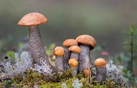 Грибы республики коми