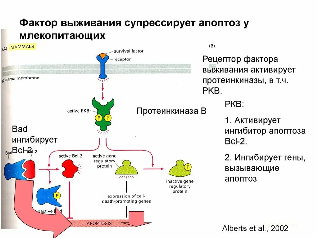 Факторы апоптоза. Ингибиторы апоптоза. Внешний и внутренний путь апоптоза. Проапоптозные и антиапоптозные гены. Содержит ферменты осуществляющие апоптоз