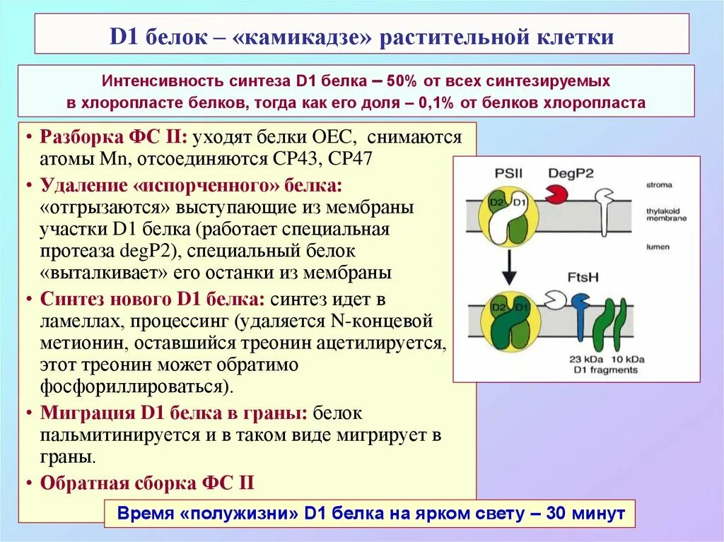 Синтез белка в растениях