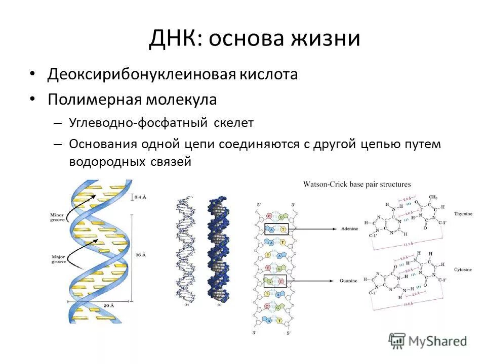 Днк в какое время. ДНК. Строение молекулы ДНК. Молекула ДНК. Структура ДНК.