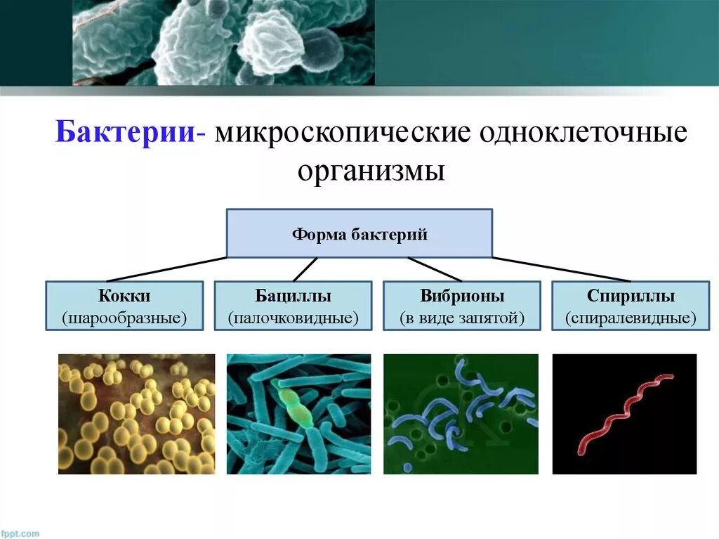 Представители группы бактерии