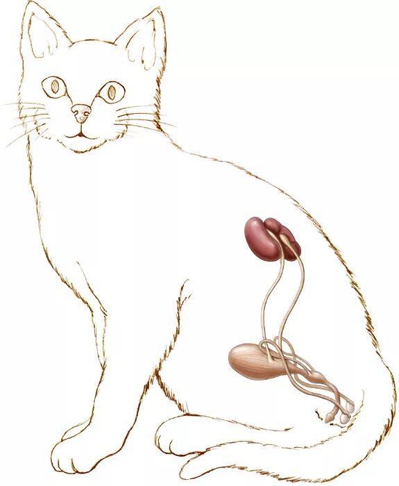 Заболевания почек у кошек. Мочеполовая система кота и кошки. Анатомия мочевыделительной системы у кошек. Анатомия мочевой системы у кота. Анатомия кота мочевой пузырь.