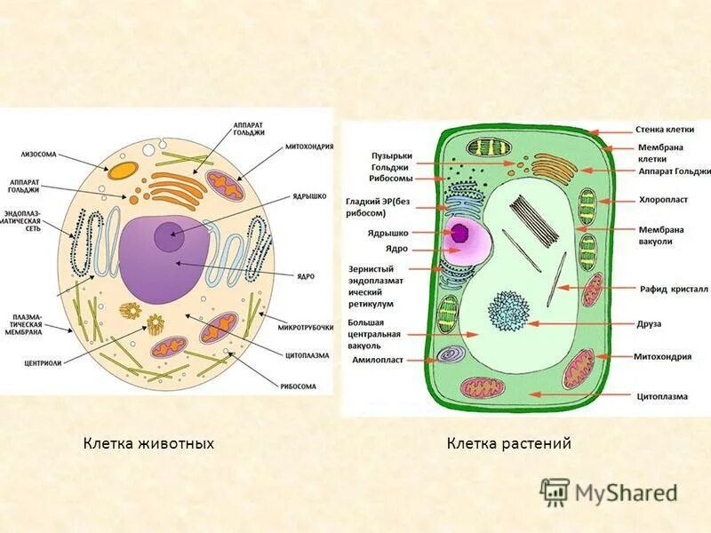Клеточный обмен веществ. Как поступают в клетки животных. Процессы в клетке 5 класс биология. Как поступают в клетки животных. Как поступают в клетки животных.