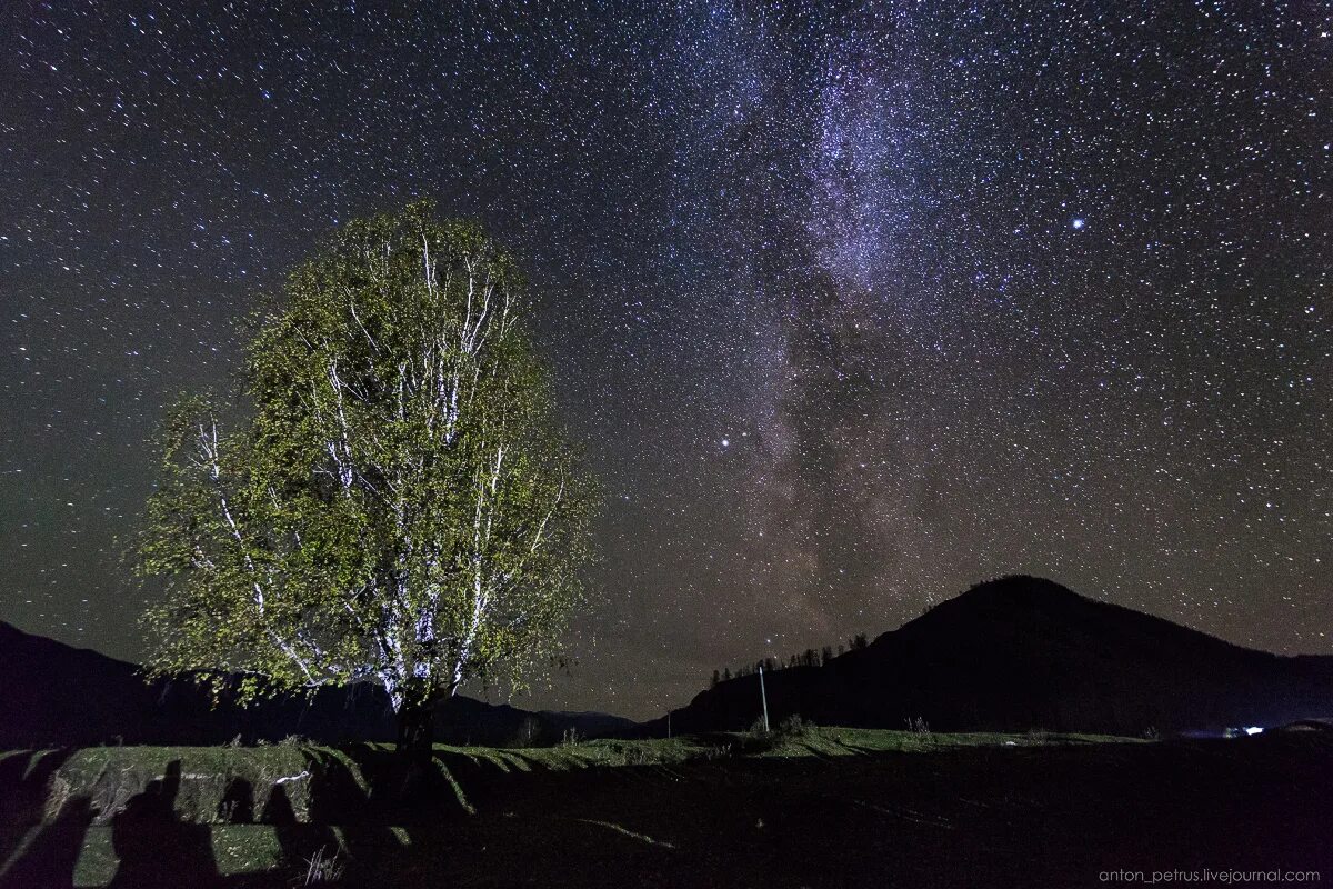 березы вечер. березы ночью. берёза ночью около дома. береза зима. березовая роща ночью.