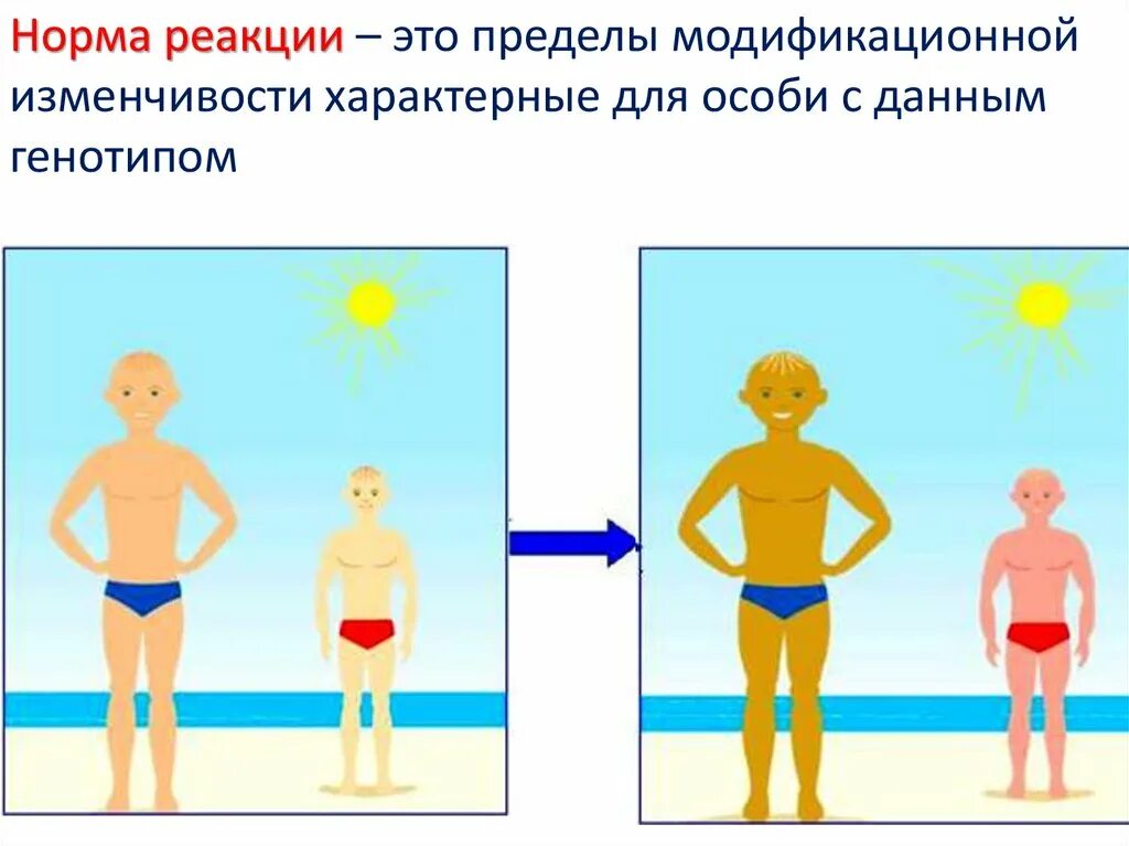 Нормы реакции бывают. Норма реакции организма. Норма реакции модификационной изменчивости. Норма реакции примеры у человека. Норма реакции это в биологии.