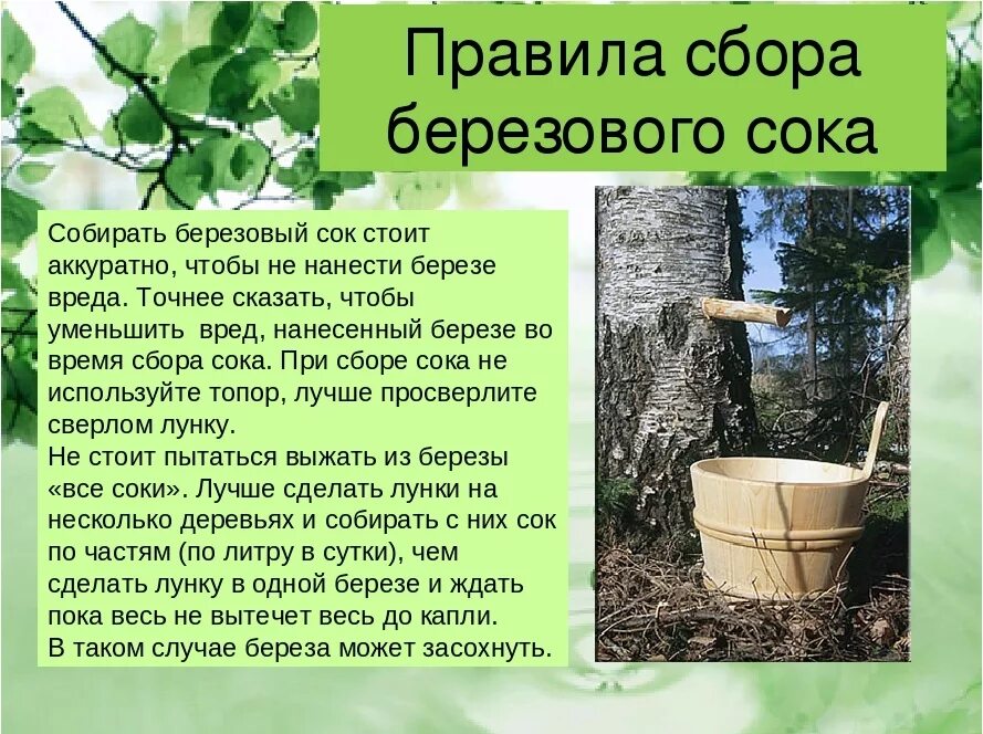 Польза березового сока сообщение 6 класс биология. Польза березового сока. Чем полезен березовый сок. Чемполнзен березовый сок. Сообщение о пользе березового сока.