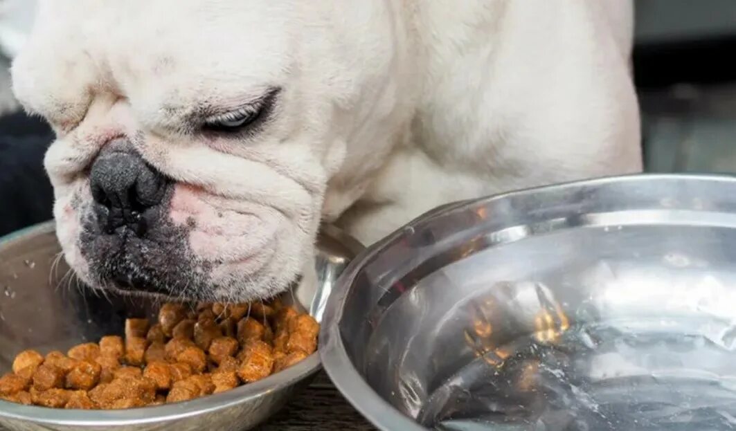 Рацион французского бульдога. Кафе бульдог. Французский бульдог с едой. Питание французского бульдога. Питание французского бульдога.