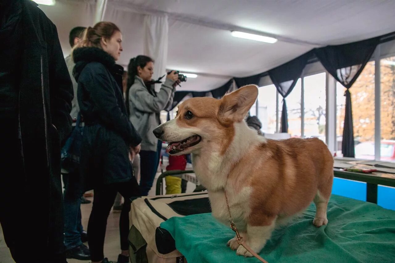 Форум академгородка собаки выставки. Парк Сокольники с собакой. Кинологический стадион Сокольники. Выставка собак в Сокольниках. Парк Сокольники выставка собак.