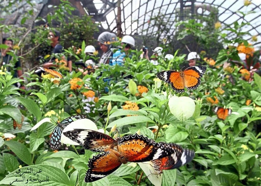 Зоопарк бабочек. Ферма бабочек – «зеленые холмы».. Парк бабочек Пенанг. Баттерфляй ферма бабочек. Парк бабочек Куала Лумпур.