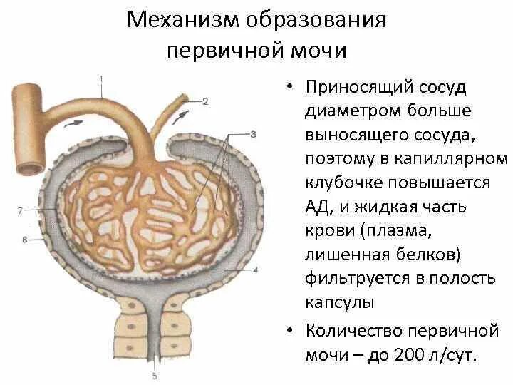 Первичная моча фильтруется в. Первичная моча образуется в результате. Механизм образования первичной мочи. Механизм образования первичной и вторичной мочи.