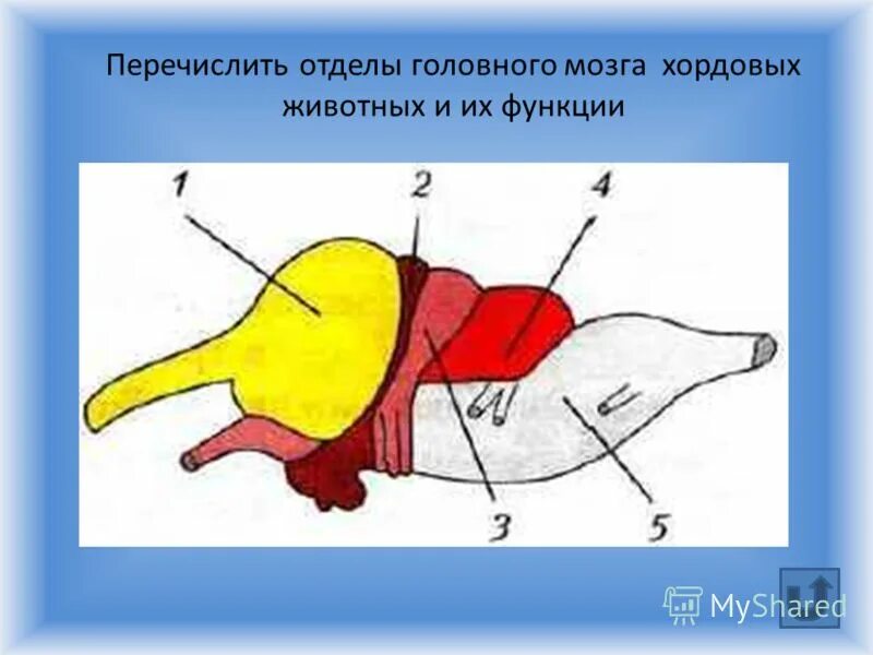 Схема головного мозга пресмыкающихся. Строение нервной системы ящерицы. Схема строения головного мозга ящерицы. Нервная система пресмыкающихся без подписей.