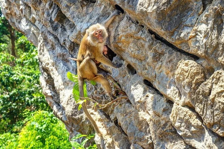 The monkeys always climb trees. Обезьяны railay beach. обезьяны рэйли. monkey pole climb. monkey man climbing.