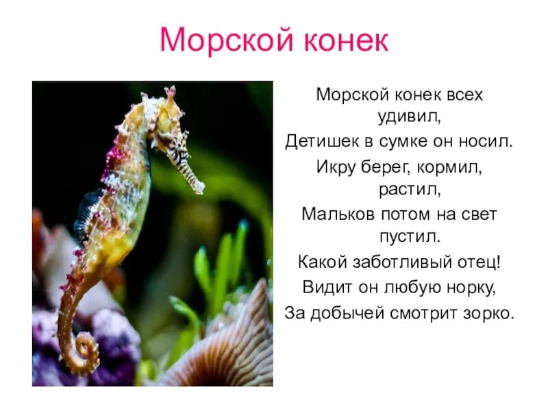 Рассказ о морском коньке. Доклад про морского конька. Сообщение о морском коньке. Морские коньки описание. Морские коньки описание.