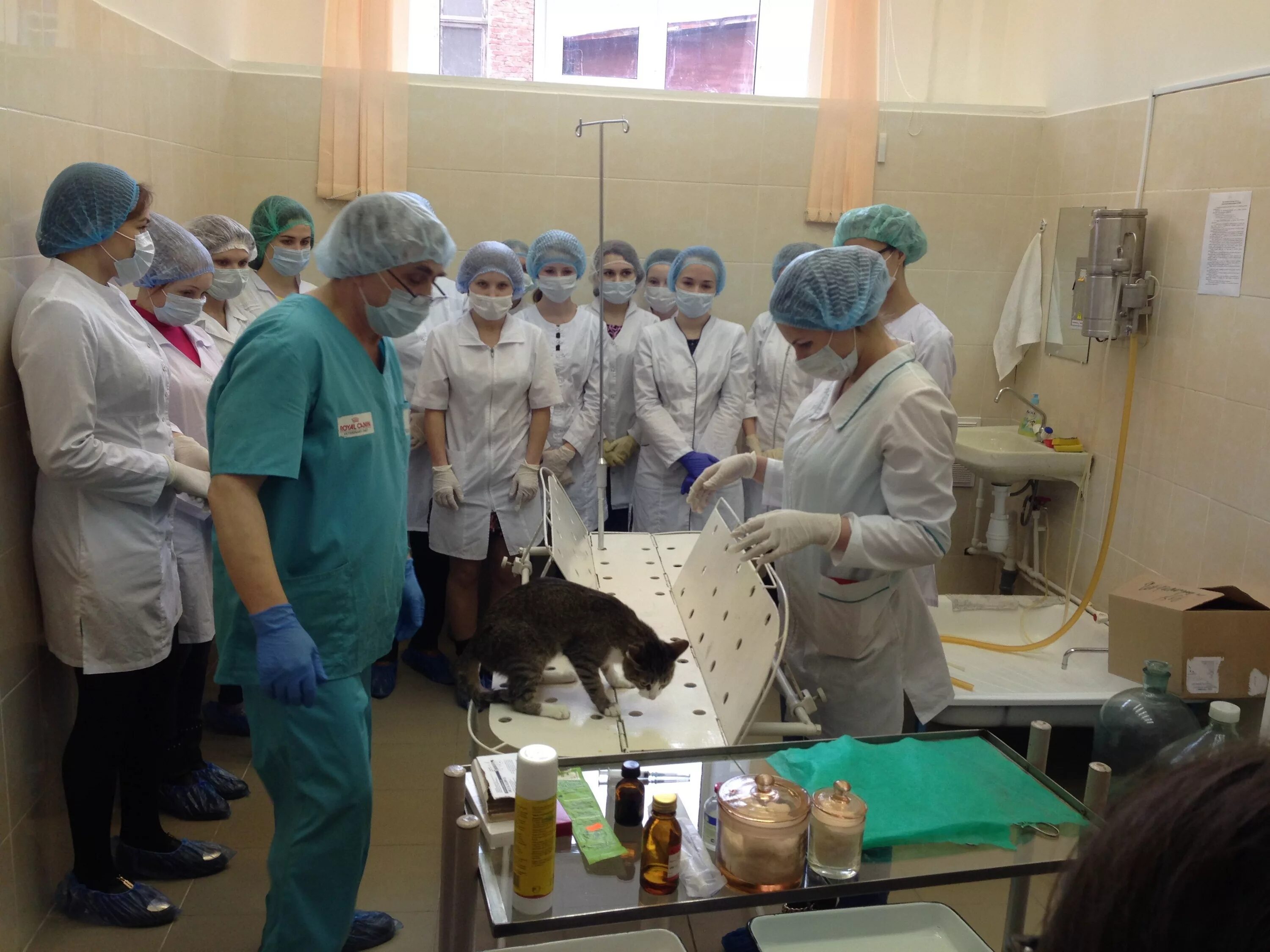 вгау факультет ветеринарной медицины. новосибирский аграрный университет ветеринария. факультет ветеринарной медецины. факультет ветеринарной медецины. нгау институт ветеринарии и его преподаватели новосибирск.