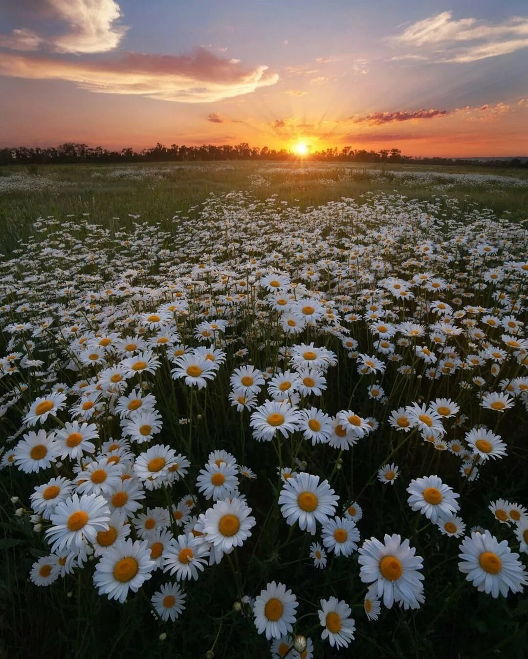 Белые ромашки поле цветов. Ромашковая Поляна Хаджох. Поле ромашек. Ромашковое поле на закате. Красивое поле ромашек.