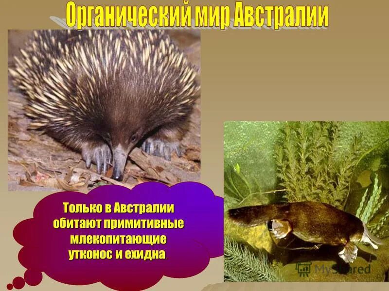 кенгуру древние предки древние. примитивные млекопитающие австралии. примитивные млекопитающие австралии. кенгуру прокоптодон. примитивные млекопитающие обитающие только в австралии.