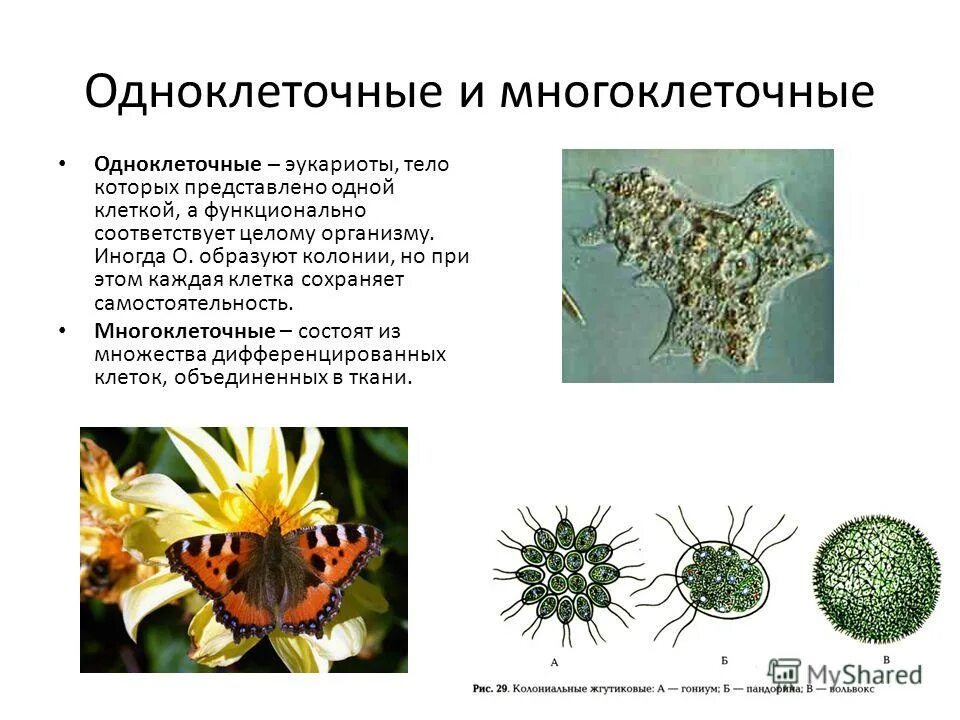 Одноклеточные организмы. Одноклеточные оргаганизмы. Одноклеточные и многоклеточные организмы конспект. Отличия одноклеточных животных. Одноклеточные многоклеточные колониальные таблица.