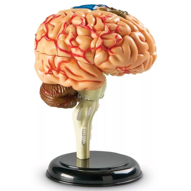 Модель головного мозга. Набор learning resources human anatomy model brain. муляж головного мозга. модель мозга человека. модель человеческого мозга.