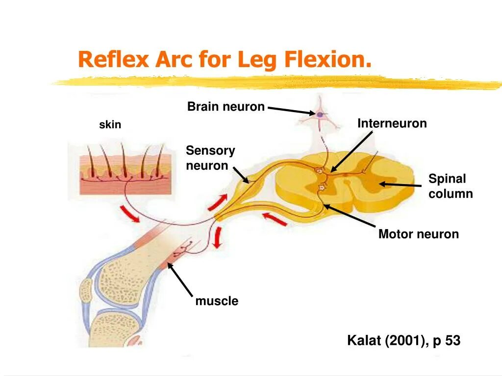 Reflex Arc. Рефлекс и синапс. Sweating Reflex Arc.