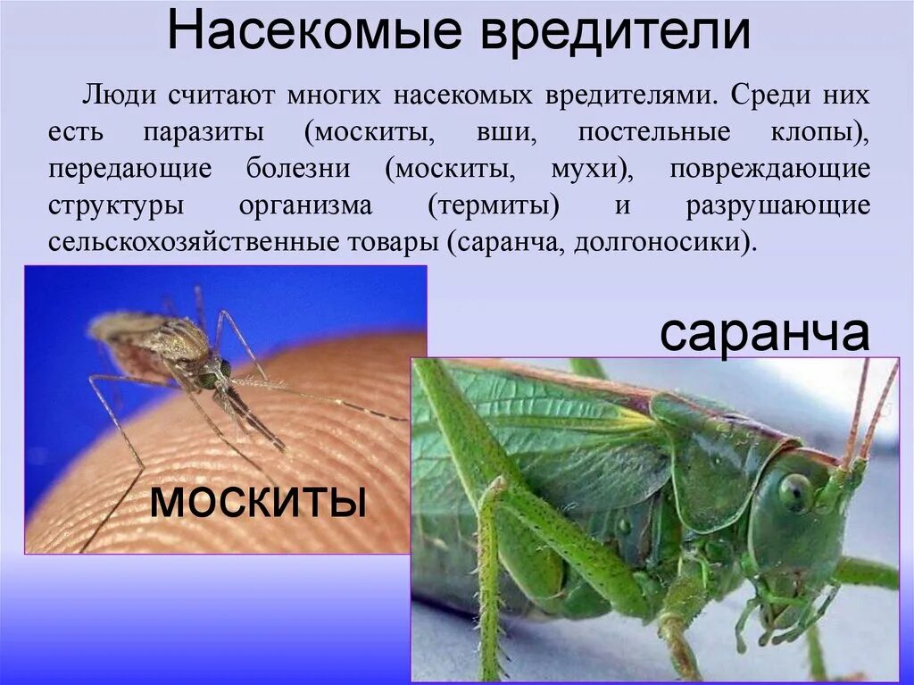 Насекомые паразиты насекомых. Представители насекомых паразитов. Насекомые вредители человека и животных. Насекомые паразиты человека и животных.