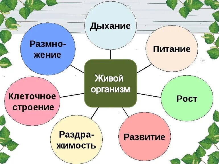 Области биологической науки 5 класс впр знаниями. Ботаника изучает растения. Биология наука о живой природе. Ботаника разделы биологии. Разделы биологии растений.