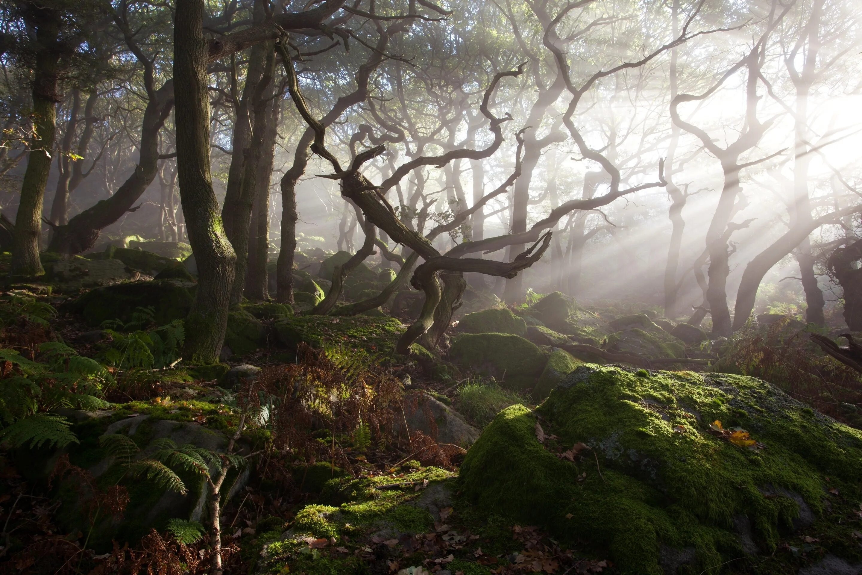 Заросли чащи. Пик Дистрикт Англия лес. Арденский лес Англия. Кэрсивин Ирландия лес.