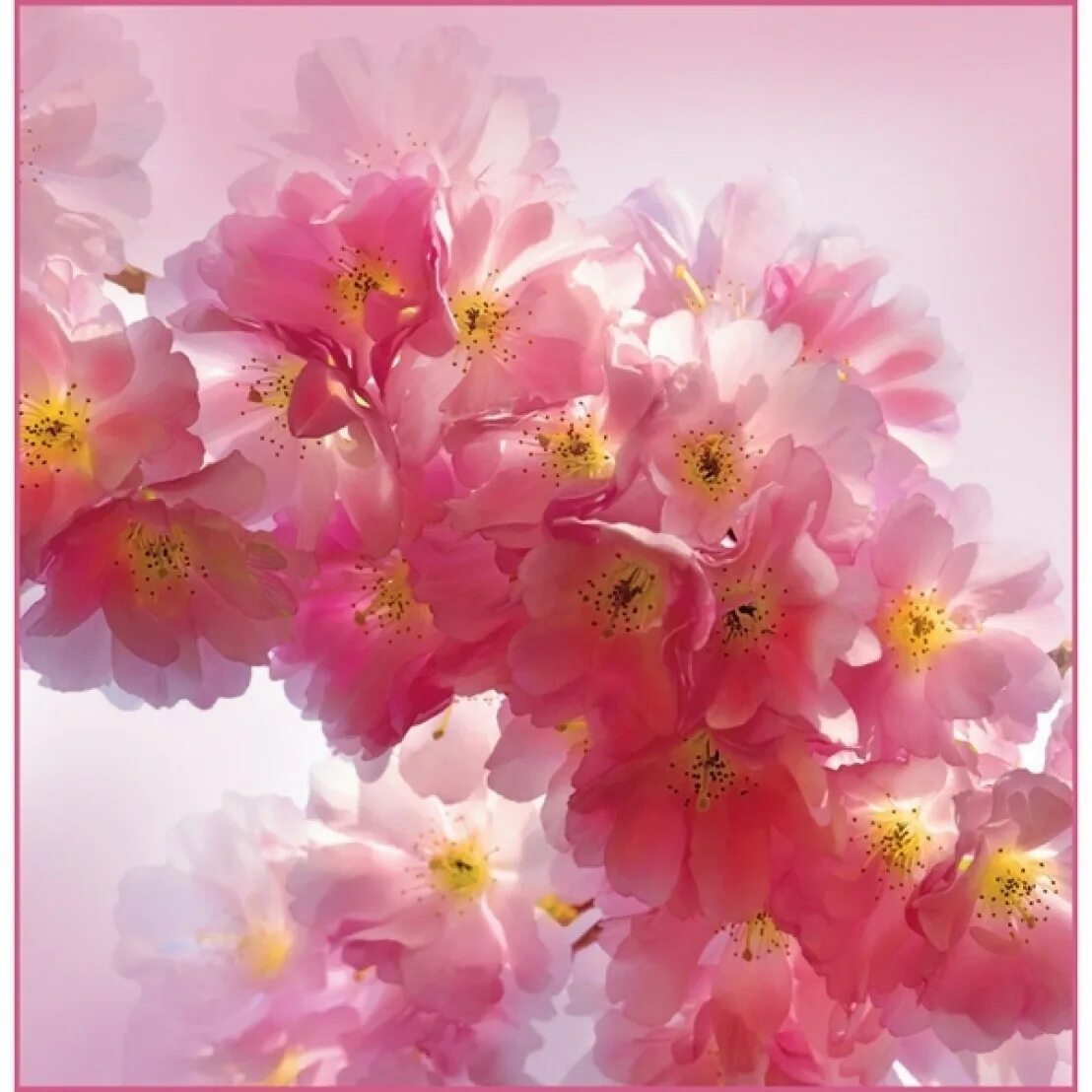 Сакура 6. Фотообои цветы. Цветы яблони. Цветы обои. Фотообои с цветами.