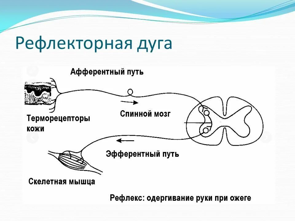 Изобразить схему рефлекторной дуги. Строение рефлекторной дуги анализатора. Дуга спинномозгового рефлекса схема. Рефлекс схема рефлекторной дуги. Афферентный путь рефлекторной дуги.