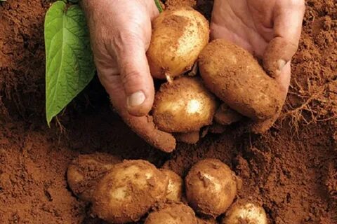 Potato planting
