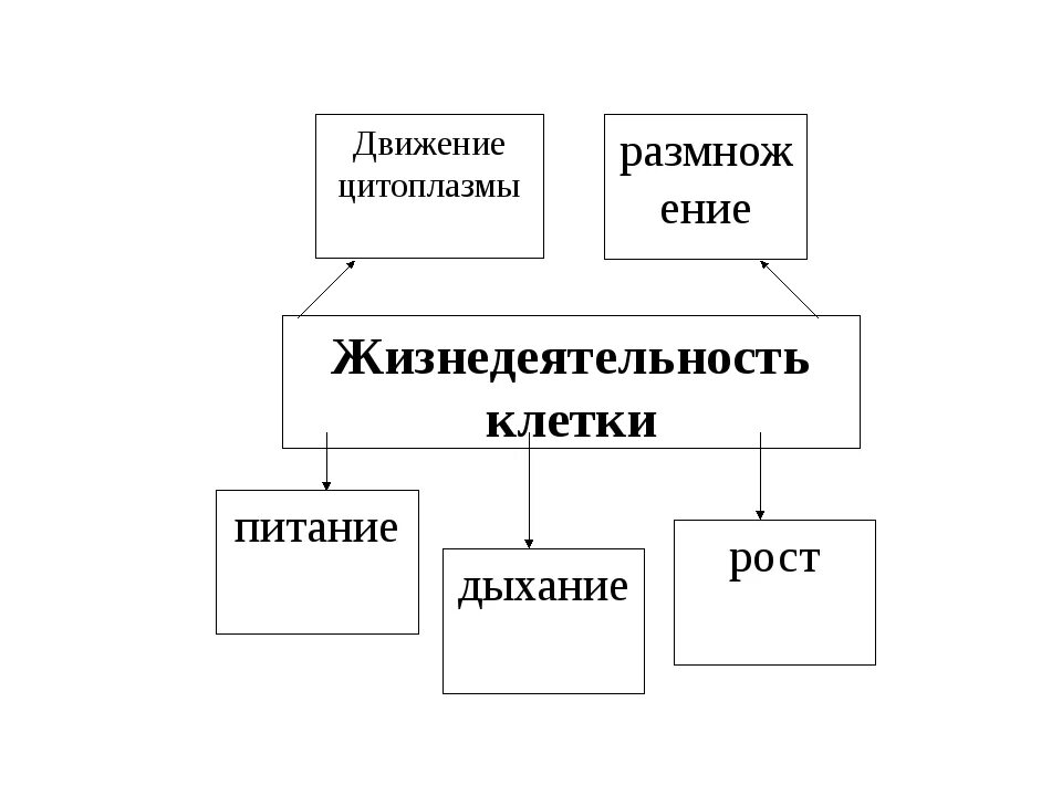 Тест жизнедеятельности клетки